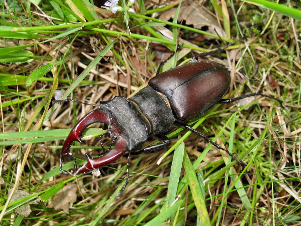 Ekoxe2