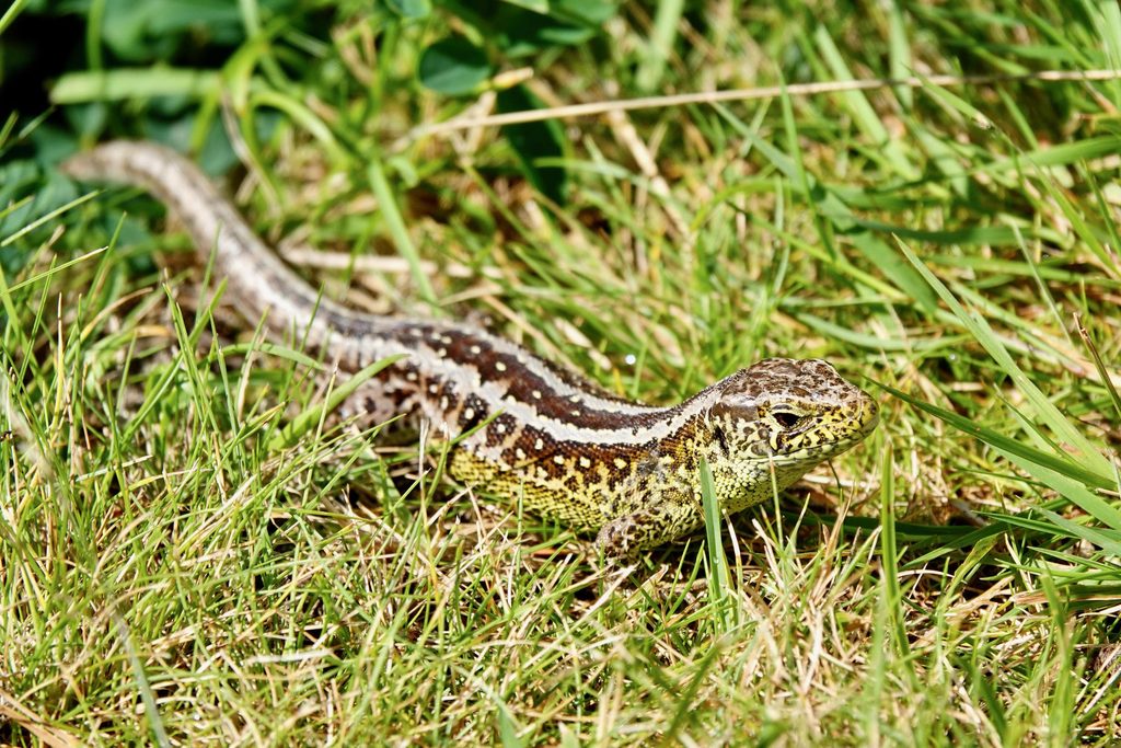 Sandödla