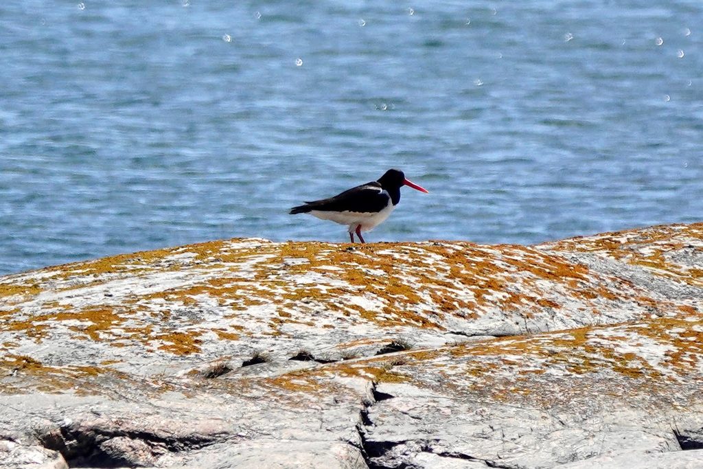 Strandskata